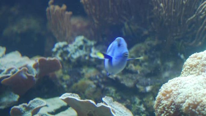 蓝塘鱼探礁海鱼游鱼小鱼