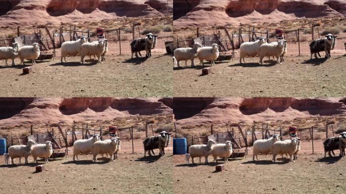 用绵羊和羔羊平移羊圈的视频剪辑