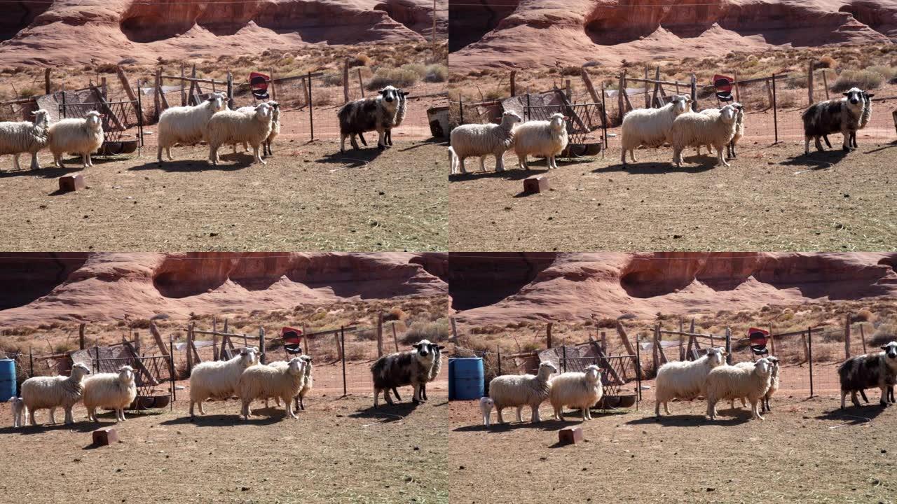 用绵羊和羔羊平移羊圈的视频剪辑
