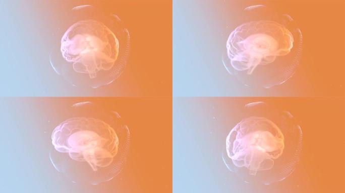 大脑解剖学。现实的人脑在明亮的橙色背景下在透明胶囊内旋转。