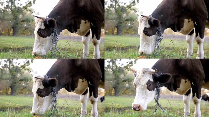 关闭站在草坪上的牛的口吻，吃着绿色的鲜草。可爱的友好动物在草地上放牧。牧场上的牛。风景优美的自然背景