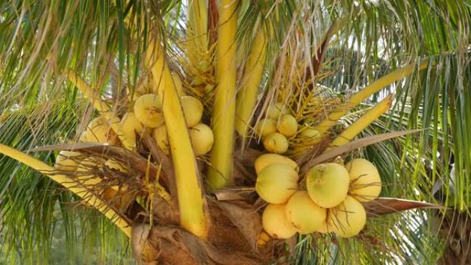 在阳光明媚的日子里，异国情调的黄色未成熟的年轻新鲜椰子在绿色棕榈上生长。自然质地。热带象征，夏季常绿