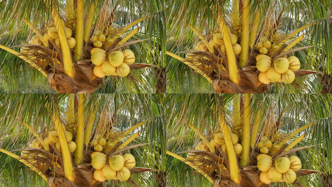 在阳光明媚的日子里，异国情调的黄色未成熟的年轻新鲜椰子在绿色棕榈上生长。自然质地。热带象征，夏季常绿