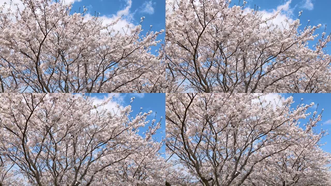 樱桃壁橱的风景花树花瓣