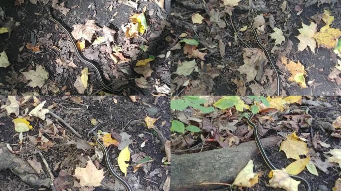 高架万向节摄像机跟随蛇在森林地板上稳步爬行
