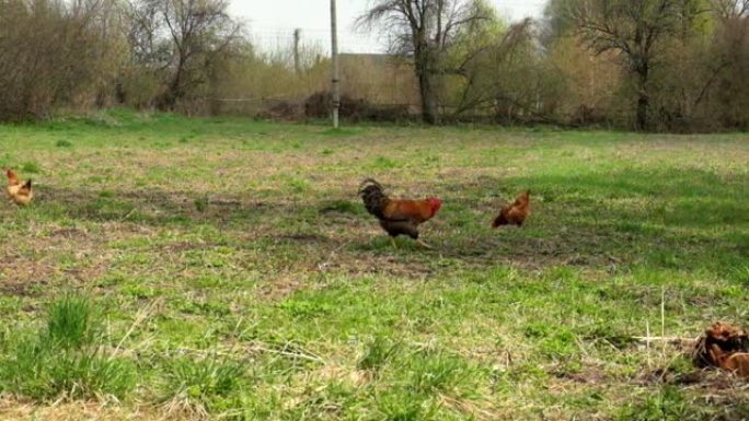 一只美丽的红公鸡拍打着翅膀，用爪子耙地。草地上的母鸡。慢动作。