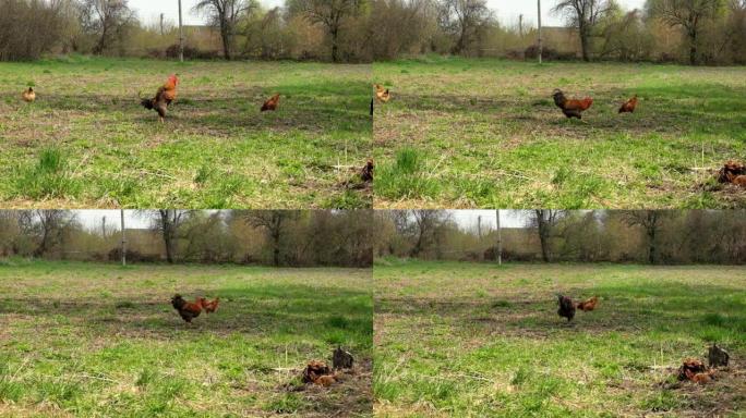 一只美丽的红公鸡拍打着翅膀，用爪子耙地。草地上的母鸡。慢动作。