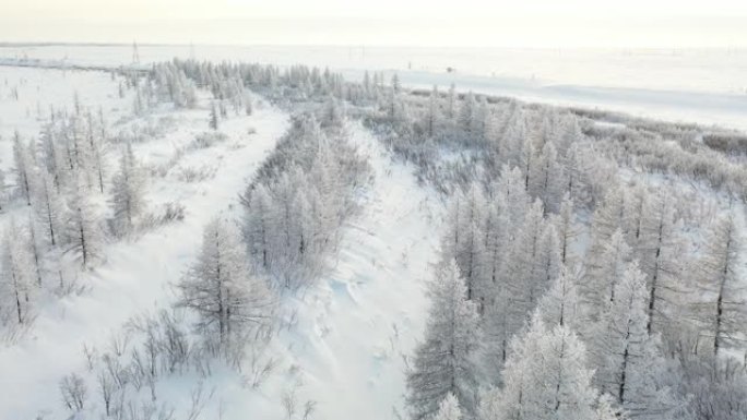 冬季美丽的苔原景观，树木树枝上的霜冻，初雪，北极圈。森林在阳光下被白霜覆盖，从高处鸟瞰苔原景观