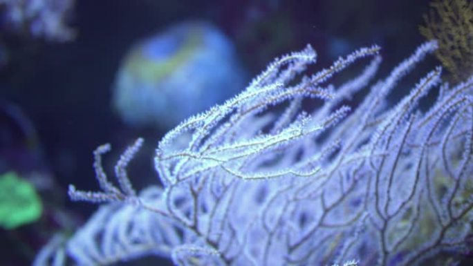 霓虹灯下的戈戈尼亚珊瑚