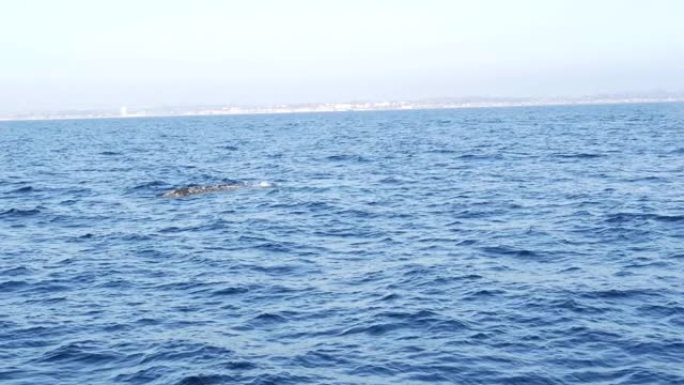 在美国加利福尼亚州的观鲸之旅中，从海洋中的灰鲸船看到海景。Eschrichtius robustus