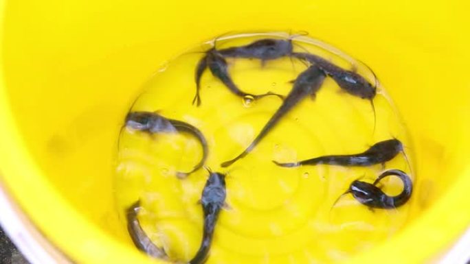 在黄色塑料桶里游泳的小鲶鱼。