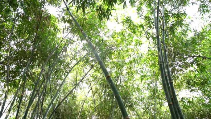 泰国热带雨林中的竹树植物