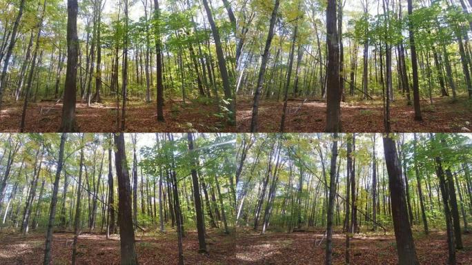 在阳光明媚的秋天，森林地板被枯死的棕色叶子覆盖