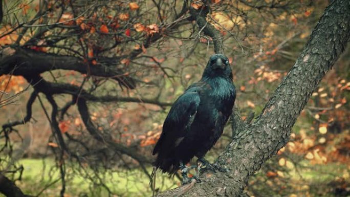 特写肖像。野生巨大的黑色北方乌鸦在树枝上啄食树皮。背景秋色的自然橙色黄色的叶子。积极的鸟害虫。抖松羽