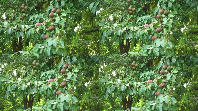 阳光明媚的日子，花园里的树枝上的梨果在风中摇曳。选择性聚焦。