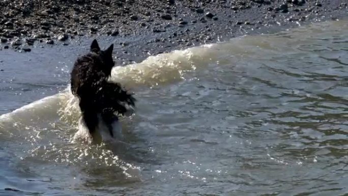 狗水玩跑小狗玩耍水上玩耍
