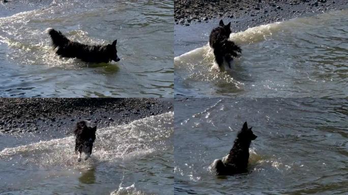 狗水玩跑小狗玩耍水上玩耍