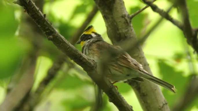 黄喉旗 (Emberiza elegans) -兴安自然保护区