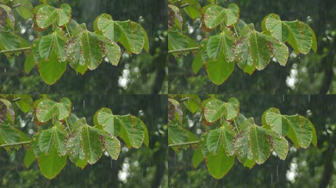 降雨浸透了树木的叶子，并珍珠成掉落的水滴