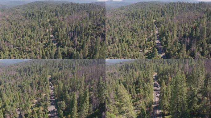 空中无人机拍摄跟踪在偏远的森林道路上行驶的汽车行 (加利福尼亚州塞拉国家森林)