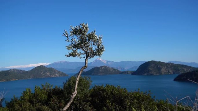 4k视频，山上的橄榄树，明亮的夏日背景上美丽的Gocek群岛，达拉曼，穆拉