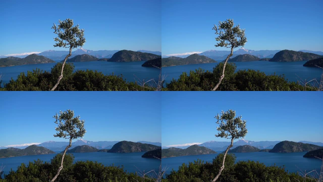 4k视频，山上的橄榄树，明亮的夏日背景上美丽的Gocek群岛，达拉曼，穆拉