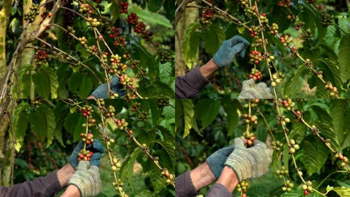 树上的咖啡豆，从咖啡植物的树枝上手工采摘咖啡豆。