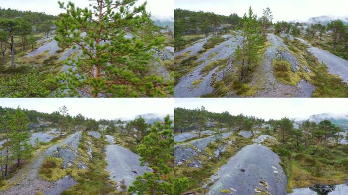 石头上的挪威松树林