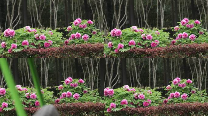 牡丹花 4K 洛阳牡丹