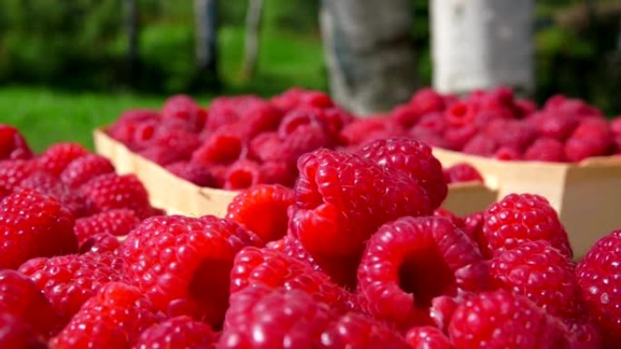 红树莓掉在户外篮子里的多汁浆果堆上