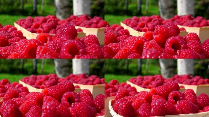 红树莓掉在户外篮子里的多汁浆果堆上