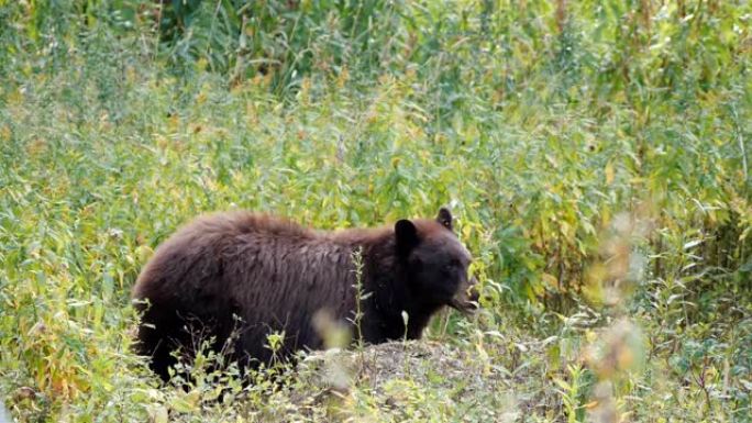 黄石公园的黑熊咀嚼腐肉