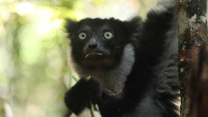 Indri狐猴的Cinemagraph