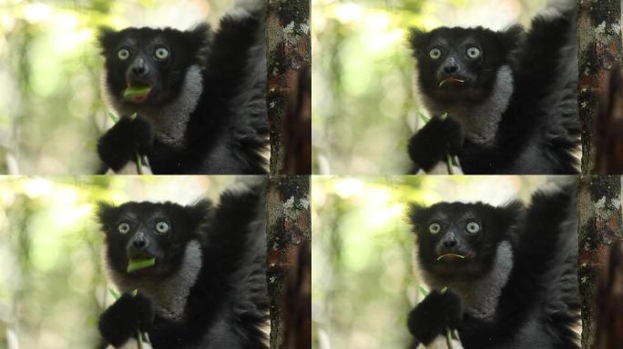 Indri狐猴的Cinemagraph