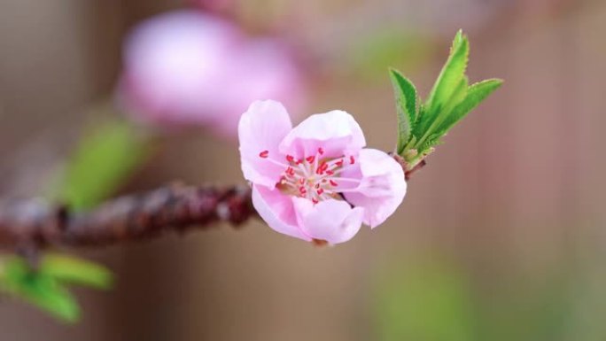 从芽到盛开的粉红色桃子的延时镜头，4k视频。