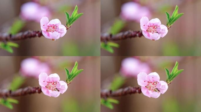 从芽到盛开的粉红色桃子的延时镜头，4k视频。