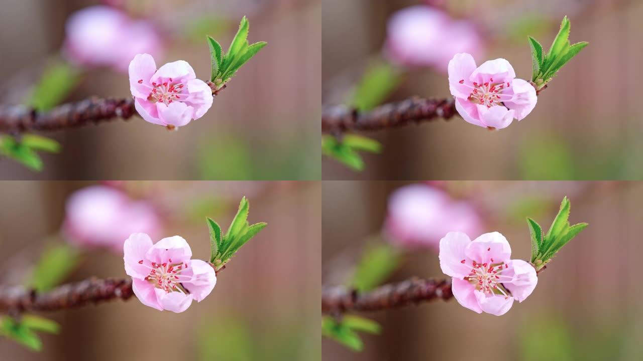 从芽到盛开的粉红色桃子的延时镜头，4k视频。