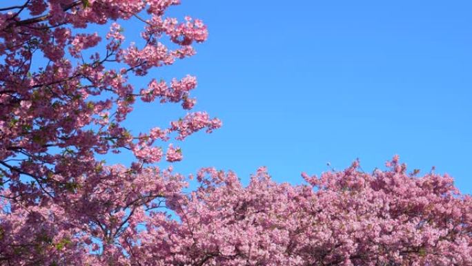 河津樱花在湛蓝的天空下