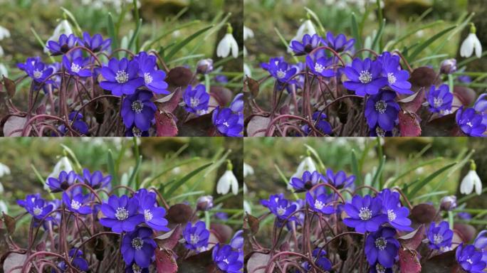 肝苔紫罗兰色森林花