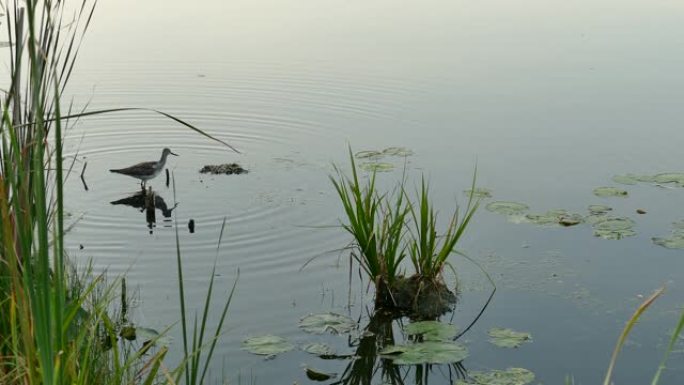 鸟儿在安静的池塘水中与傍晚的小草一起产生涟漪