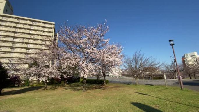 小岛小松川公园樱花，日本东京