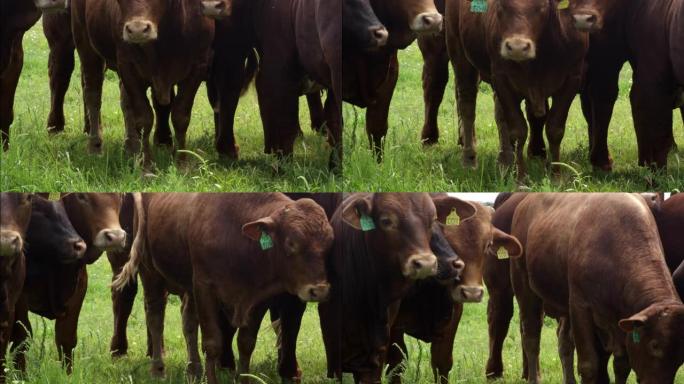 田野上的安格斯牛牛群群牛黄牛