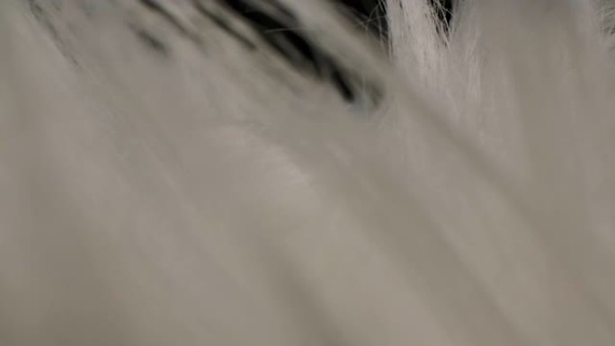 多莉微距拍摄美丽的白色毛皮羽毛工作室拍摄黑色背景