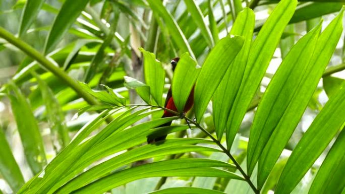 红鸟慢慢移动的棕榈树的异国情调