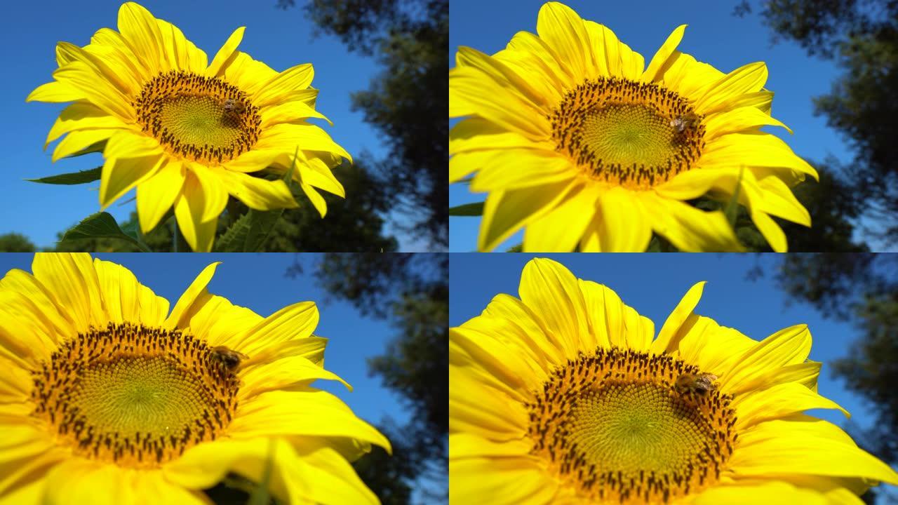 大黄蜂飞到向日葵上。关闭蜜蜂，在田间授粉黄色向日葵。有机农场盛开美丽的向日葵花
