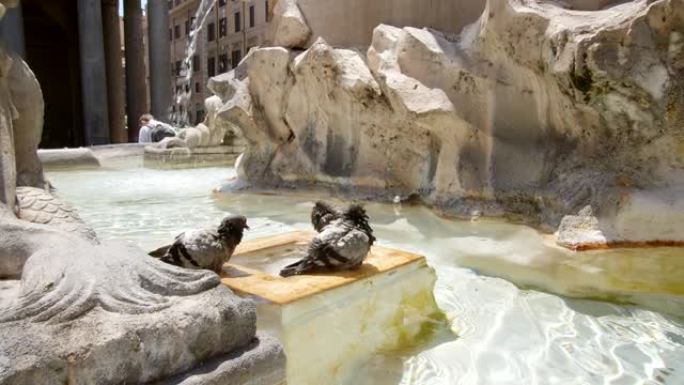 鸽子在罗马喷泉中沐浴