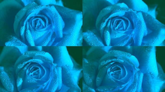 水滴中不寻常的蓝玫瑰