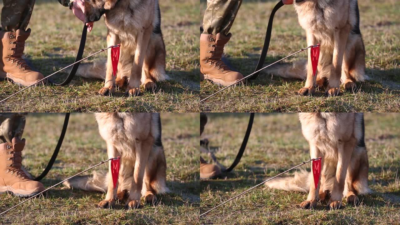 有服务犬的排雷概念