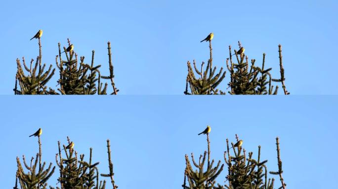 欧洲绿雀-Carduelis chloris