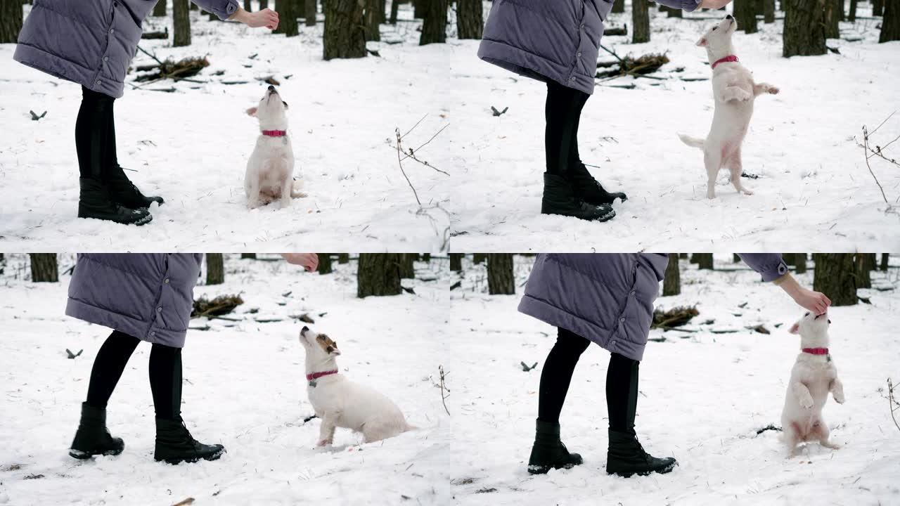 杰克罗素梗狗的特写镜头坐在松冬森林里招待。4K